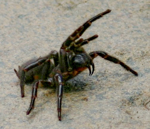 Araña embudo de Sídney (Atrax robustus)